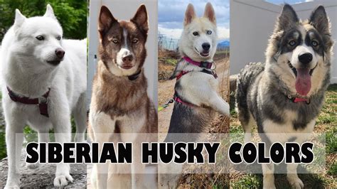 husky authentic|modern husky colors.